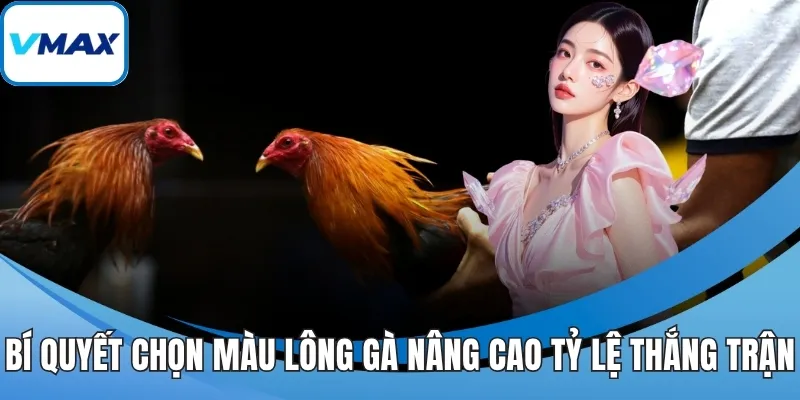 Bí quyết chọn màu lông gà nâng cao tỷ lệ thắng trận
