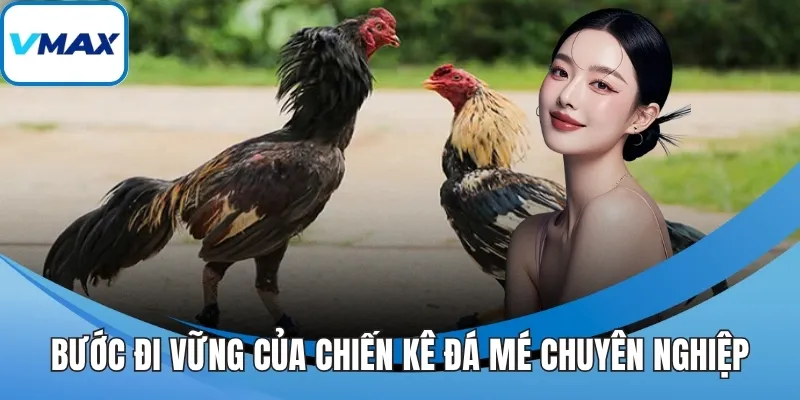 Bước đi vững của chiến kê đá mé chuyên nghiệp