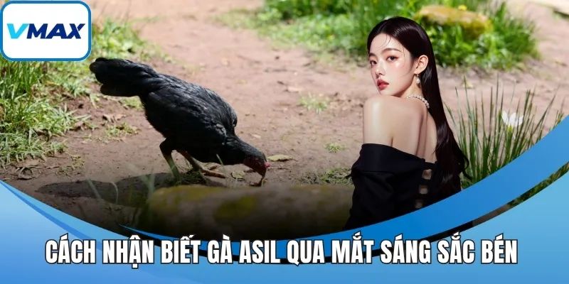 Cách nhận biết gà asil qua mắt sáng sắc bén 