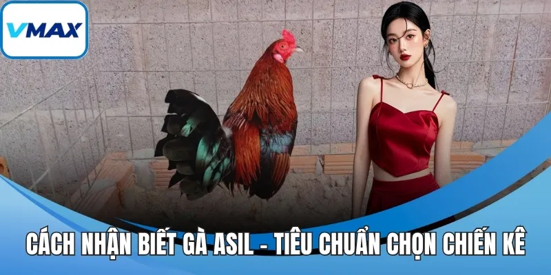 cách nhận biết gà asil