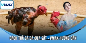 cách thả gà đá cựa sắt