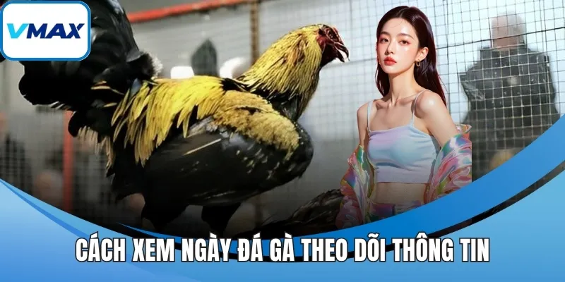Cách xem ngày đá gà theo dõi thông tin