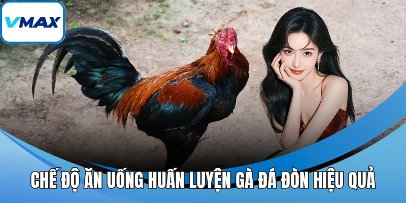 Chế độ ăn uống huấn luyện gà đá đòn hiệu quả