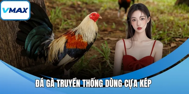 Đá gà truyền thống dùng cựa kép 