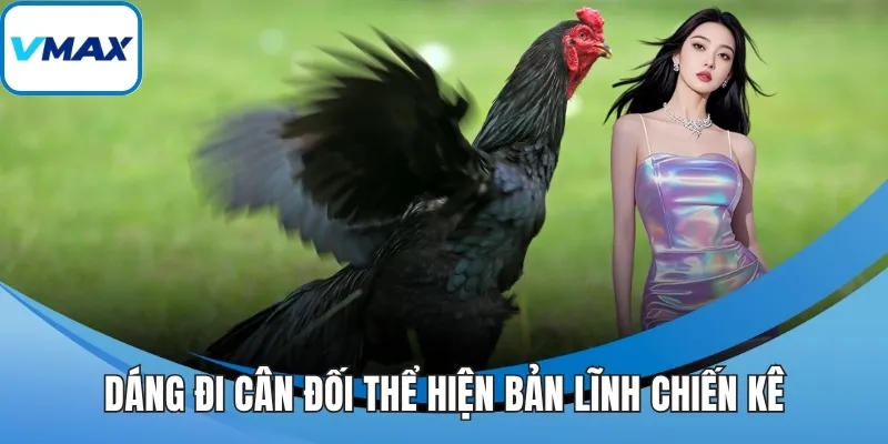 Dáng đi cân đối thể hiện bản lĩnh chiến kê