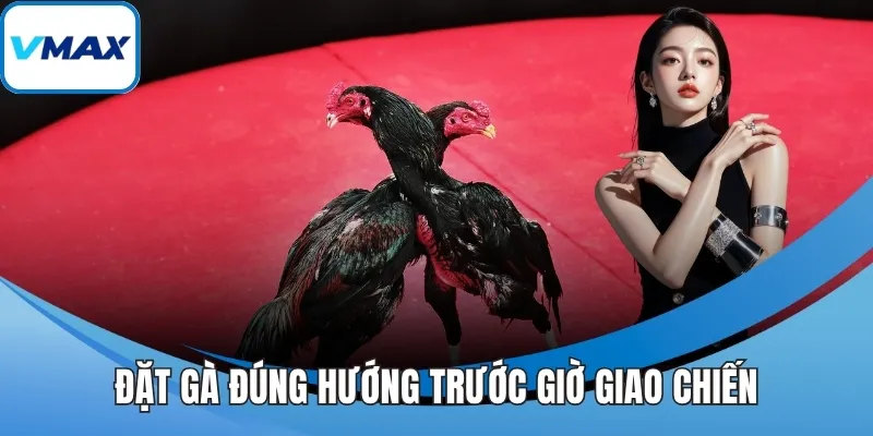 Đặt gà đúng hướng trước giờ giao chiến