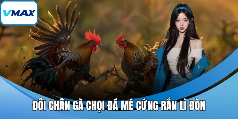 Đôi chân gà chọi đá mé cứng rắn lì đòn