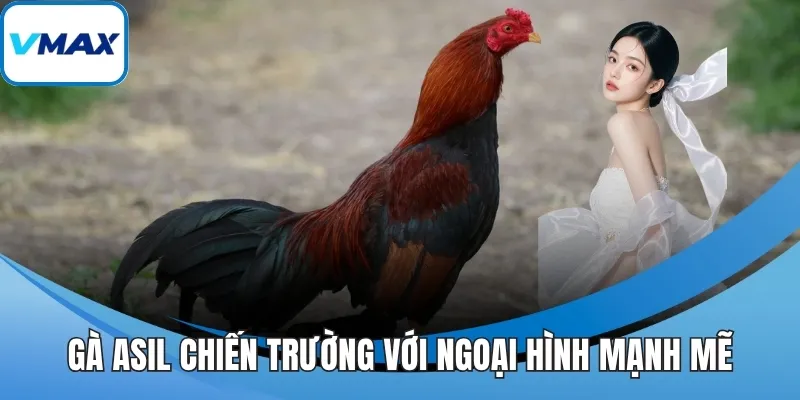 Gà asil chiến trường với ngoại hình mạnh mẽ