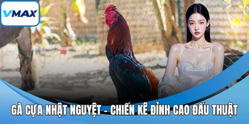 gà cựa nhật nguyệt