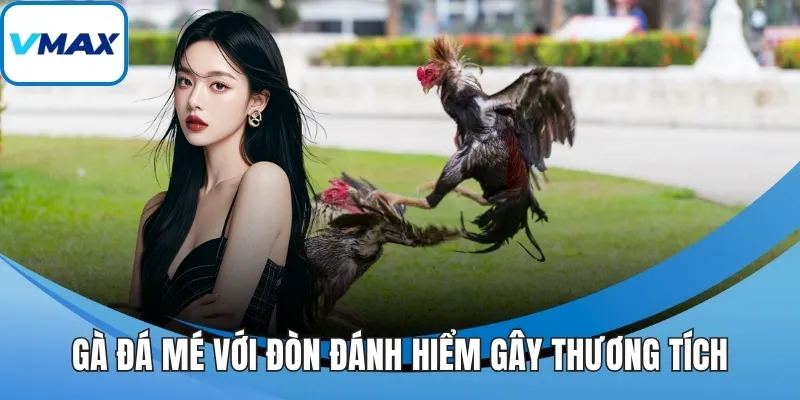 Gà đá mé với đòn đánh hiểm gây thương tích 