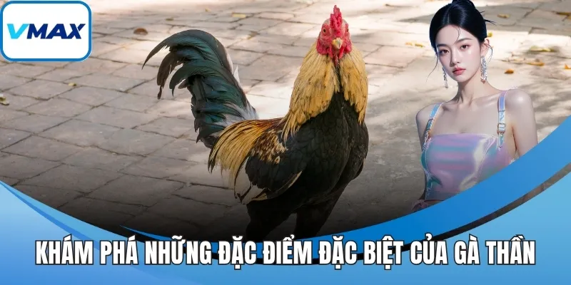 Khám phá những đặc điểm đặc biệt của gà thần
