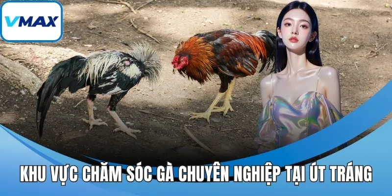 Khu vực chăm sóc gà chuyên nghiệp tại Út Tráng