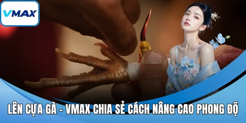 lên cựa gà