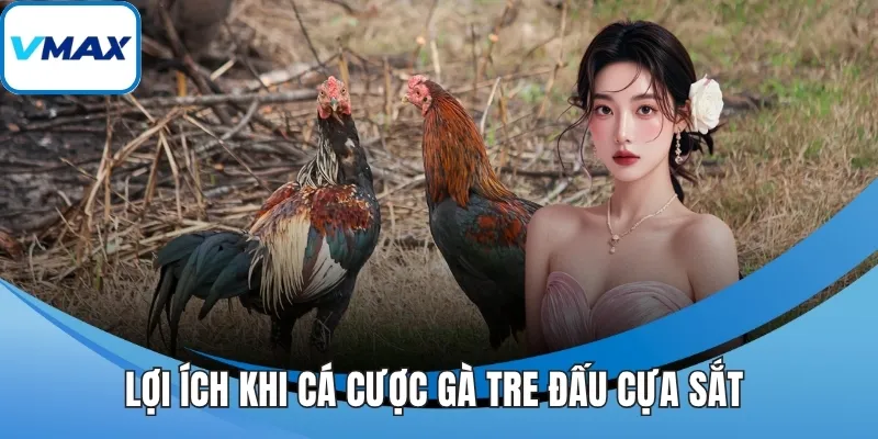Lợi ích khi cá cược gà tre đấu cựa sắt 