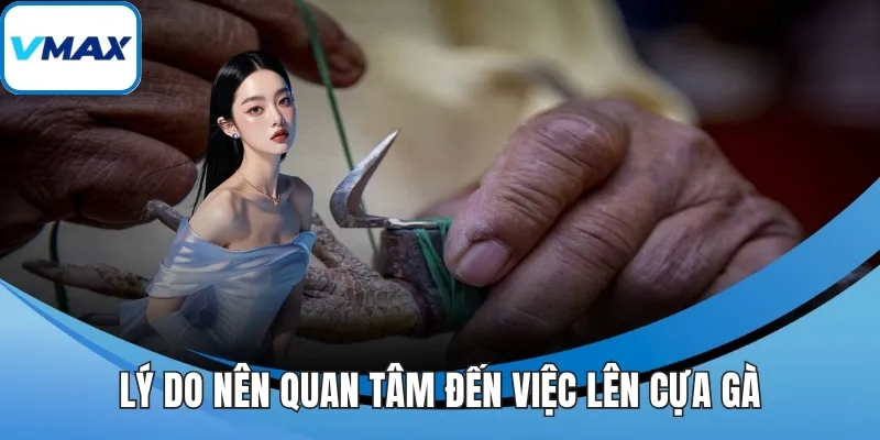 Lý do nên quan tâm đến việc lên cựa gà