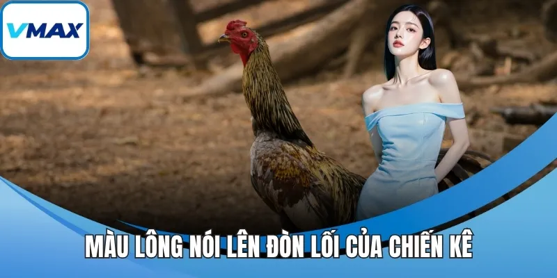 Màu lông nói lên đòn lối của chiến kê