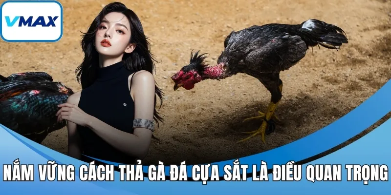 Nắm vững cách thả gà đá cựa sắt là điều quan trọng
