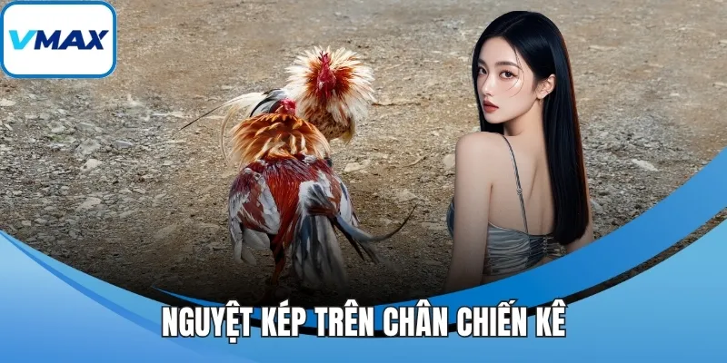 Nguyệt kép trên chân chiến kê