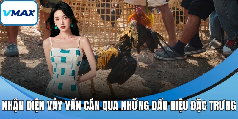 Nhận diện vảy vấn cán qua những dấu hiệu đặc trưng