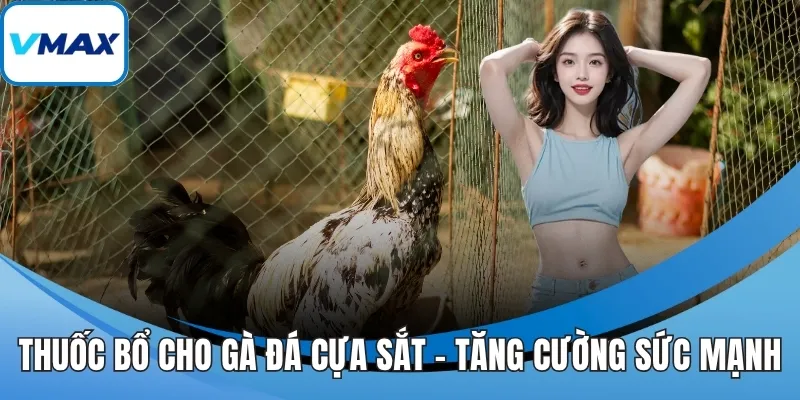 thuốc bổ cho gà đá cựa sắt