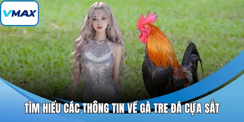 Tìm hiểu các thông tin về gà tre đá cựa sắt