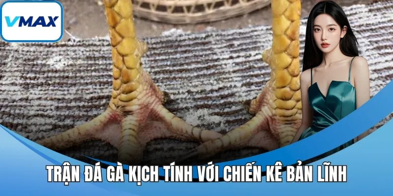 Trận đá gà kịch tính với chiến kê bản lĩnh