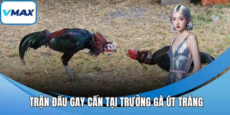  Trận đấu gay cấn tại trường gà Út Tráng