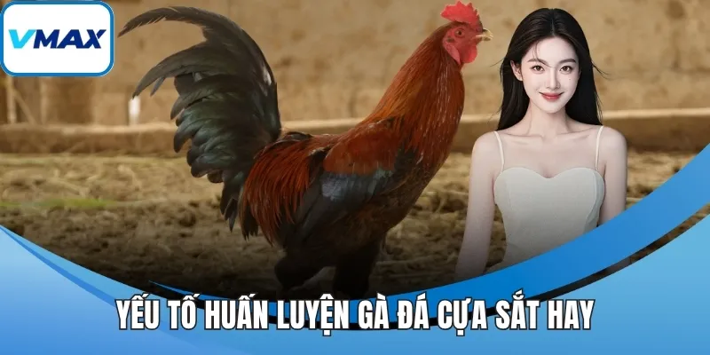 Yếu tố huấn luyện gà đá cựa sắt hay